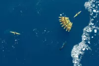 Kayak Seabourn Image