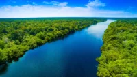 The Amazon River flows through dense rainforest | Credit: Canva