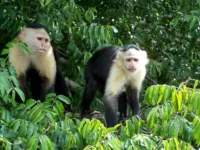 The dry season (December-April) is best for wildlife sightings | Credit: Princess Cruises