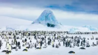Emperor penguins snow hill 178 Credit David Merron jpg Quark expeditions review