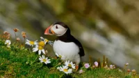 Remarkable wildlife encounters await on the Scottish isles | Credit: Canva