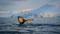 Whale sighting on an Antarctica cruise | Credit: Canva