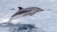 Dolphin from Fred Olsen ship Credit