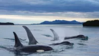 Best time of the year to cruise Alaska