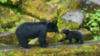 Wildlife lovers will have a fabulous time in Alaska