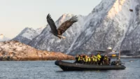 Sea Eagle Safari Hurtigruten Sea Eagle and rib in Svolvær