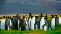 King Penguins Falkland Islands Credit Canva
