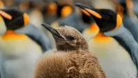 Falkland Islands Penguin Chick 1