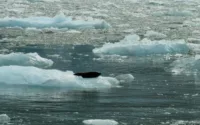 Seal chilling on a growler near Dawes Glacier