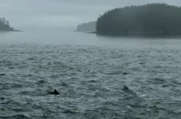 A pod of whales on our way to Juneau