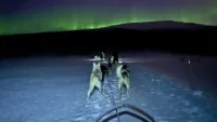 Dog sledding