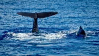 Mother Sperm Wale and her calf off Roseau unsplash