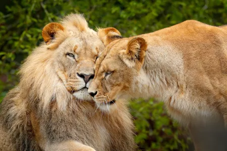 South Africa Voyage with Safari Game Lodge