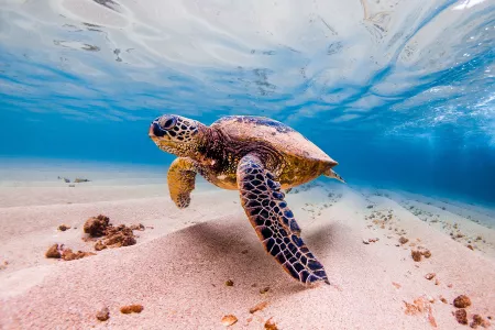 Discover Hawaii: Volcanoes, Valleys & Vibrant Shores