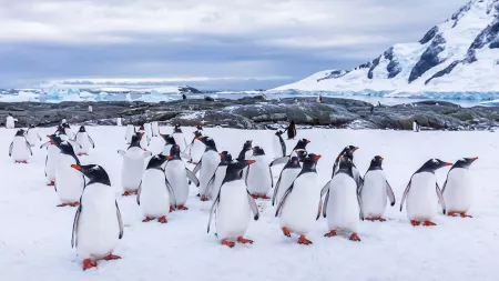 Explore Antartica - The Last Continent