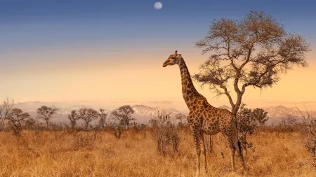 South Africa Voyage with Safari Game Lodge