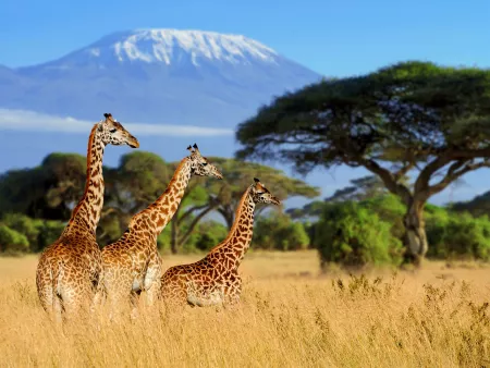 Ultimate South African Safari & Cape Town Escape