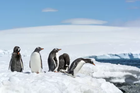 All-Inclusive Grand Antarctica Adventure