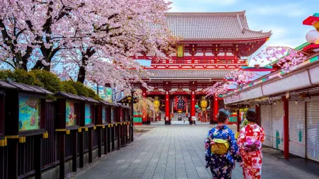 Japan Explorer Cherry Blossoms