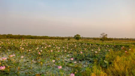 From the Angkor Temples to the Mekong Delta (port-to-port cruise)
