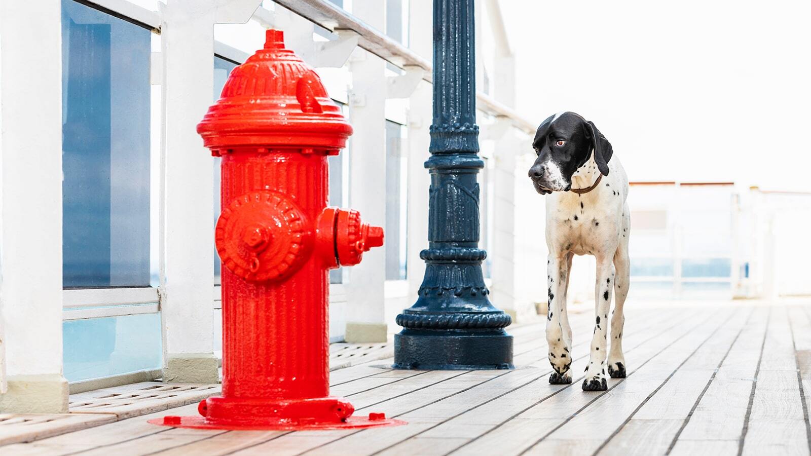 Transatlantic cruise hot sale with dog
