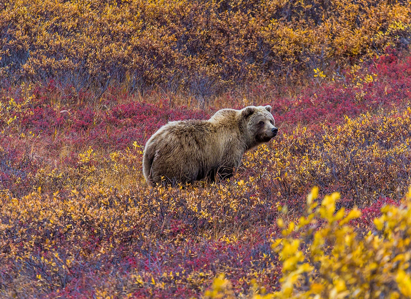 Denali