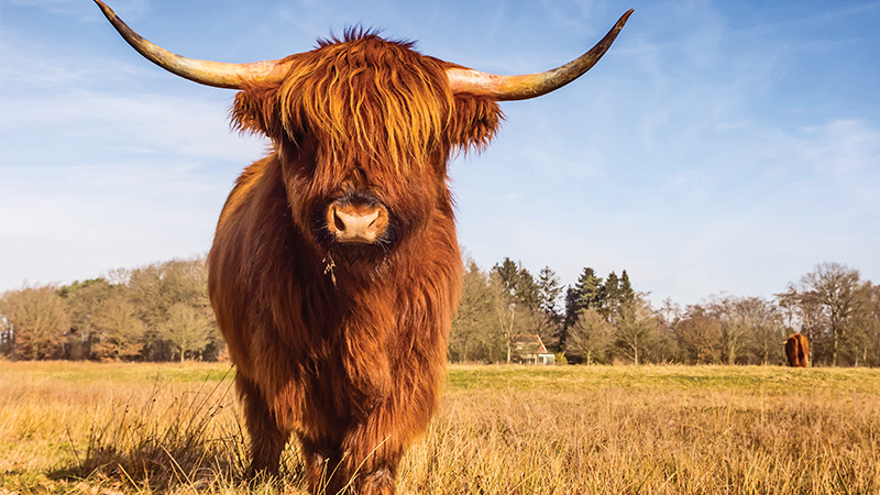 Highland cow