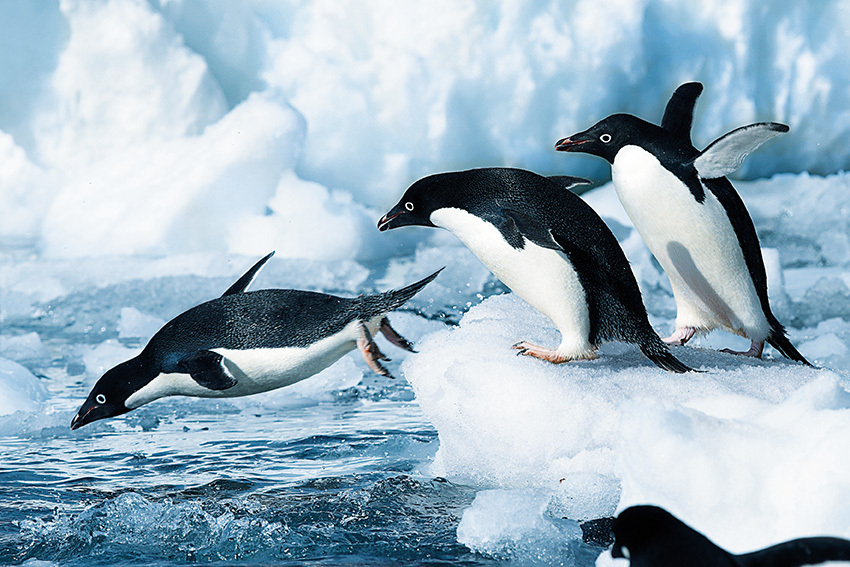 Pingüinos Antártida