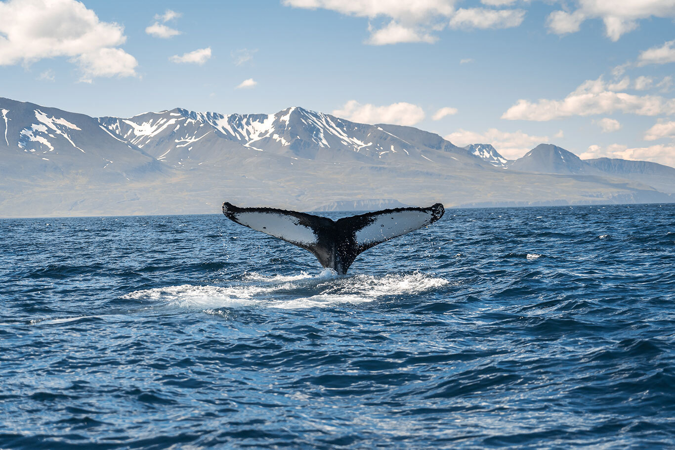 Bucket list cruise holidays: whales Iceland