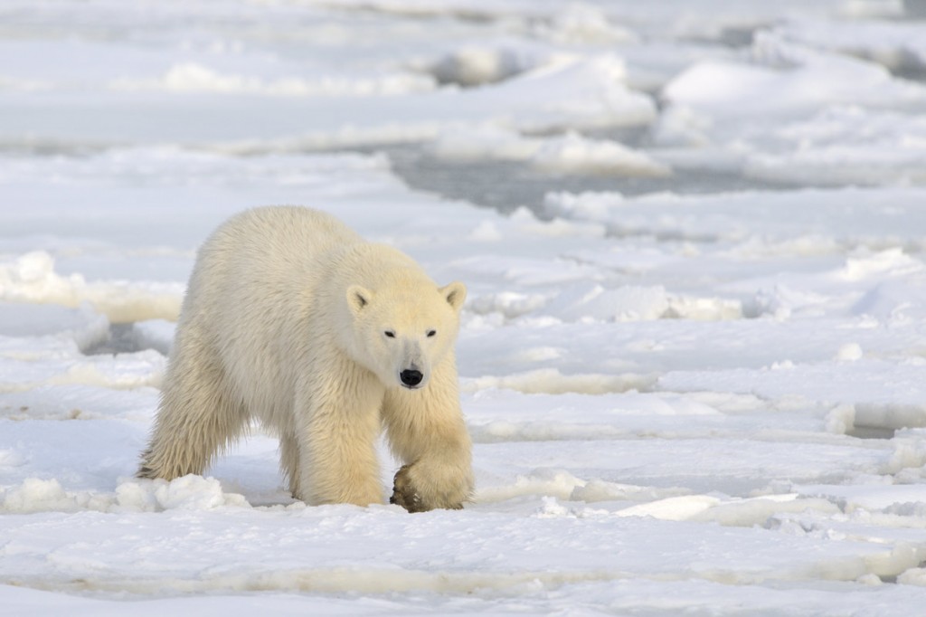 Silversea Silver Cloud polar bear