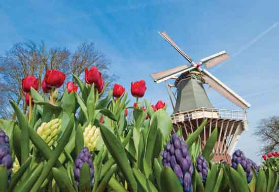 Tulips in Amsterdam in Spring