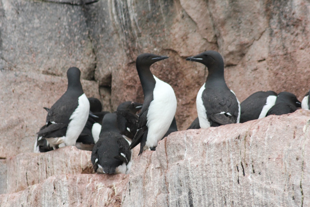 Black Guillemots - David Rumsey