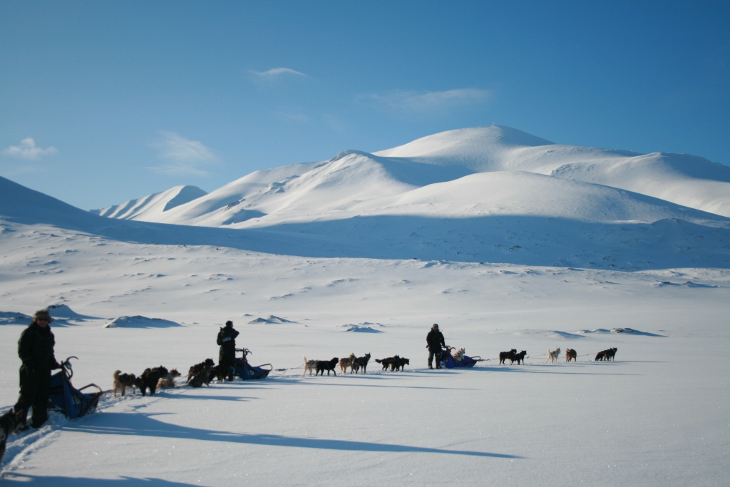 Dog Sledding - Alastair Craig