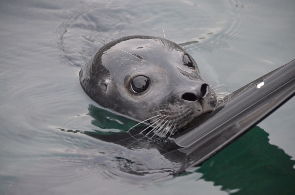 Kayaking with seal - Charlotte Caffrey