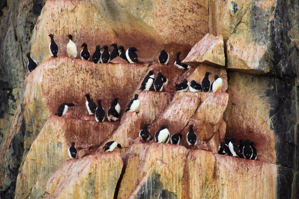 Nesting on Cliffs - David Slater