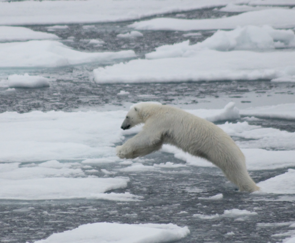 Polar Bear - David Rumsey