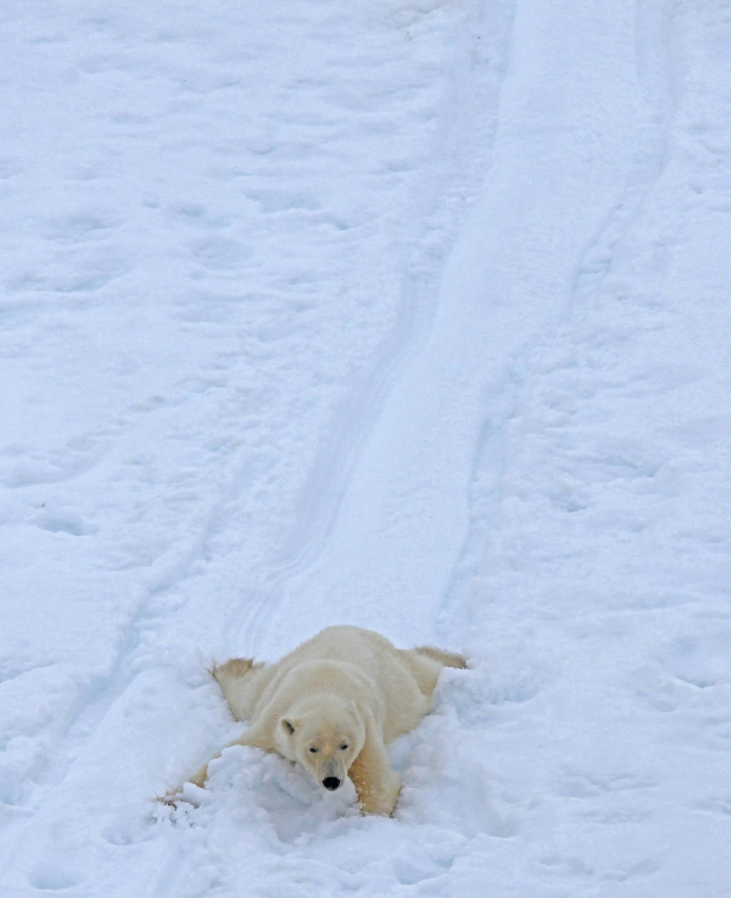 Polar Bear - Stuart Ward