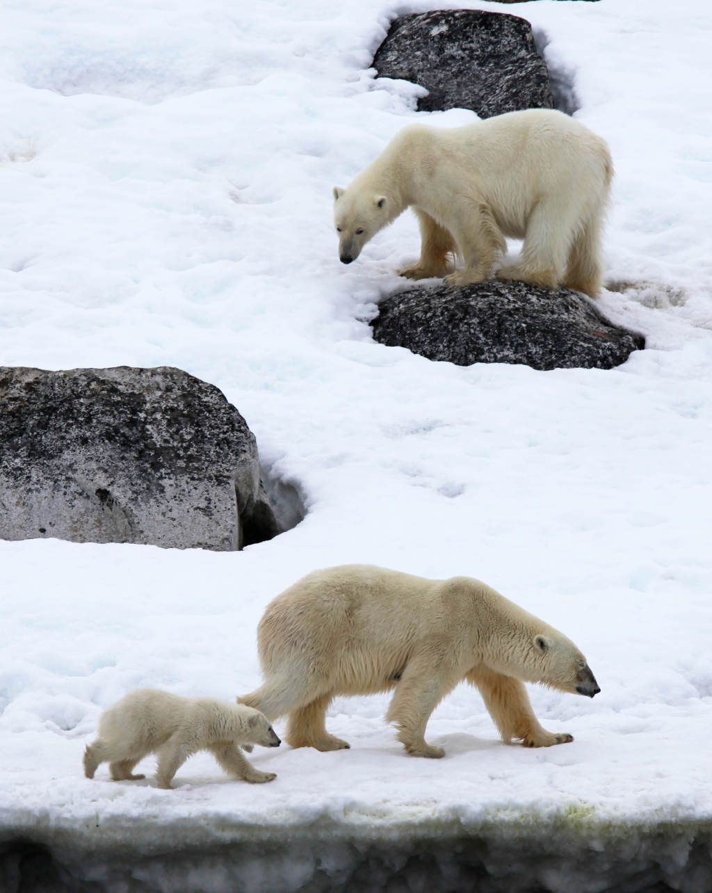 Polar Bear family - Stuart Ward