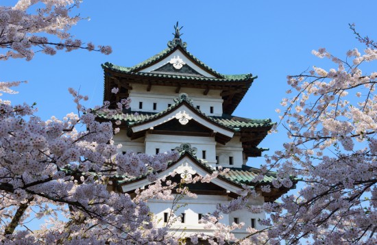 Cherry blossom in Japan