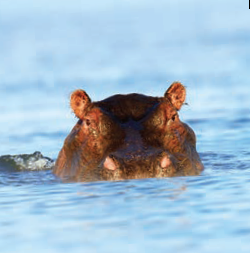 Hippo watching
