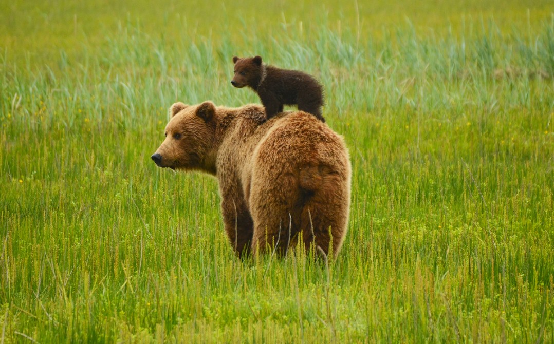 Coastal Bears