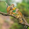 Squirrel Monkeys