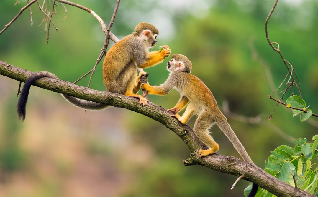 Squirrel Monkeys