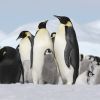 Emperor Penguins