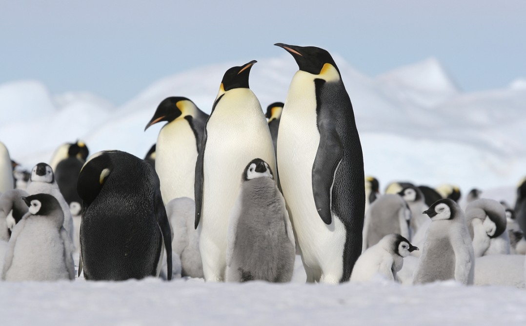 Emperor Penguins