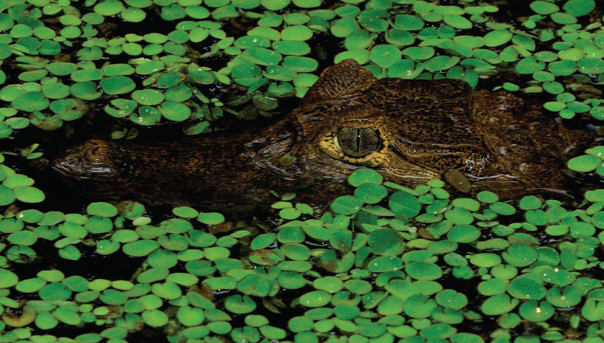 Black Caiman