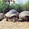 Giant Tortoise