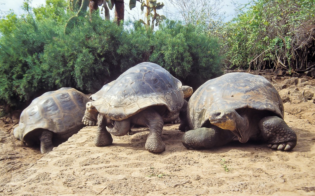 Giant Tortoise