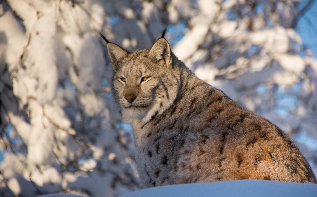 Lynx