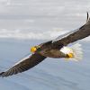 Steller's sea eagle